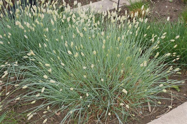 Sesleria nitida